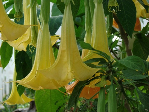 Yellow Bells